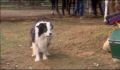 dr dolittle 3-avi_593.jpg